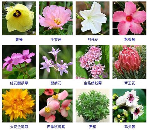 花的名字和图片|花卉图片及名称大全,花卉常见问题